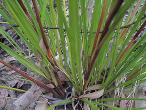 Gahnia aspera leaves