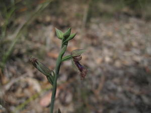 Calochilus robertsonii 