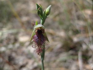 Calochilus robertsonii