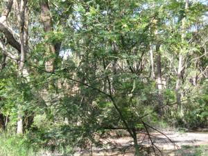 Acacia  parramattensis habit