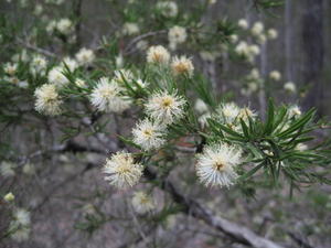 Melaleuca nodosa - Ball Honeymyrtle