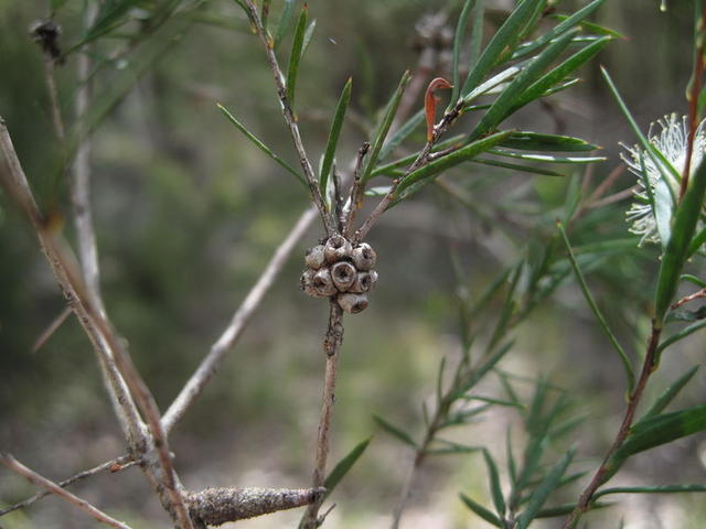 Melaleuca nodosa ball shaped fruit