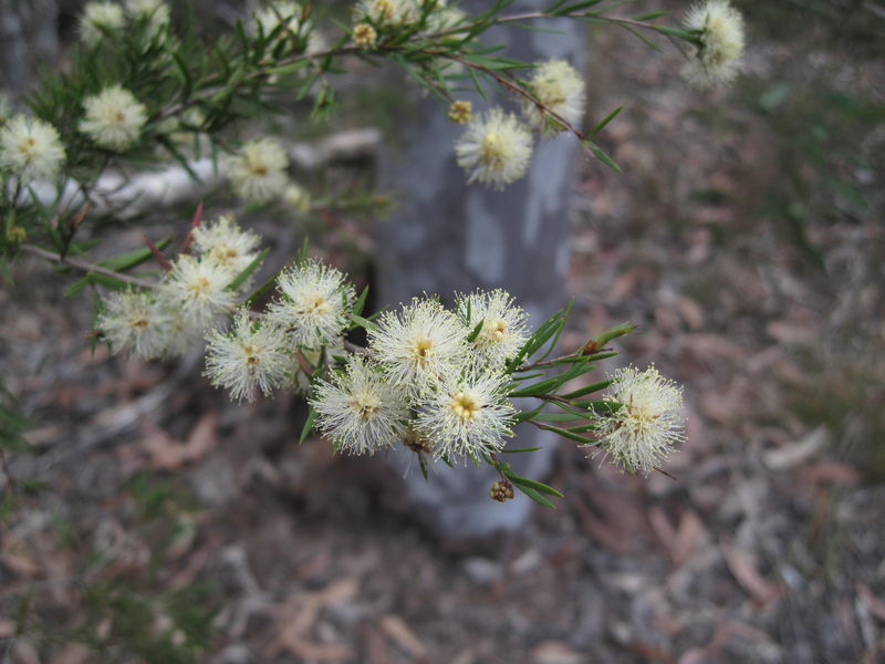 Melaleuca nodosa flowers