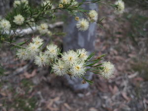 Melaleuca nodosa flowers