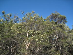 Melaleuca nodosa plant shape