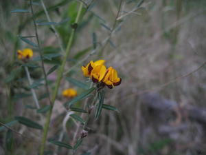 Pultenaea palacea flowers have a dark keel