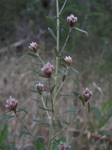 Pultenaea palacea buds