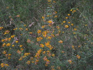 Pultenaea palacea plant shape