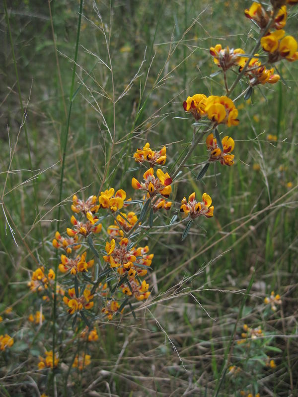 Pultenaea palacea plant shape