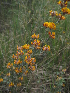 Pultenaea palacea plant shape