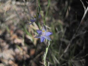 Thelmitra pauciflora 