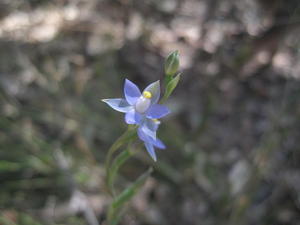 Thelmitra pauciflora 