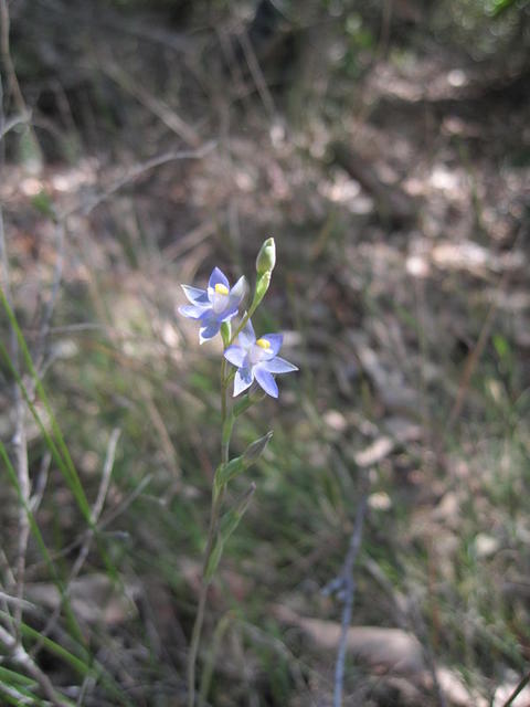 Thelmitra pauciflora 