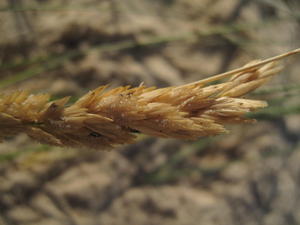 Austrofestuca littoralis old panicle