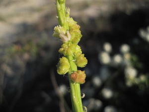 Stackhousia spathulata winged fruit