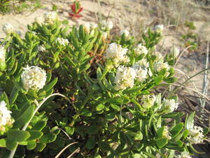 Stackhousia spathulata 