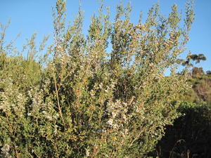 Leptospermum laevigatum plant shape