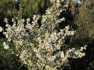 Leptospermum laevigatum abundant flowers