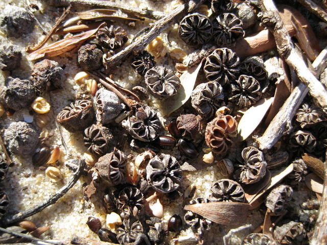 Leptospermum laevigatum old fruit capsules
