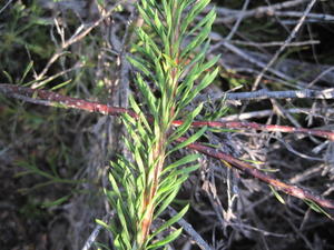 Conospermum ericifolium stem and leaves