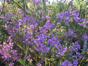 Comesperma ericinum flowers