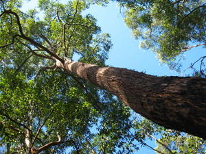 Eucalyptus  microcorys full bark