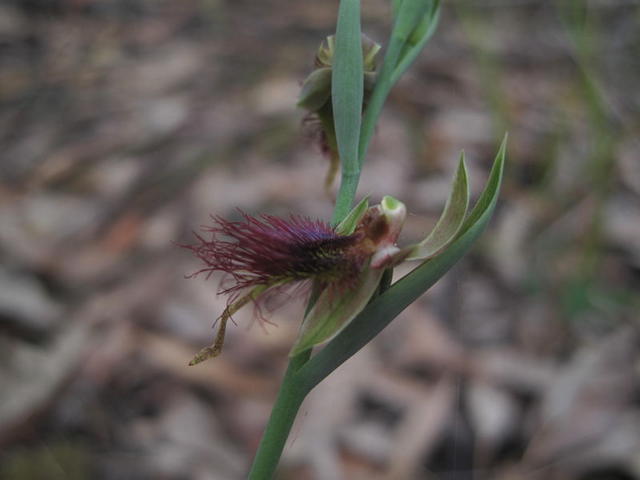 Calochilus paludosus