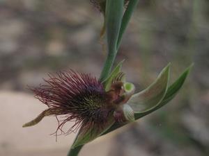 Calochilus paludosus