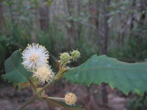 Callicoma serratifolia flower