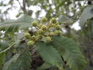 Callicoma serratifolia buds