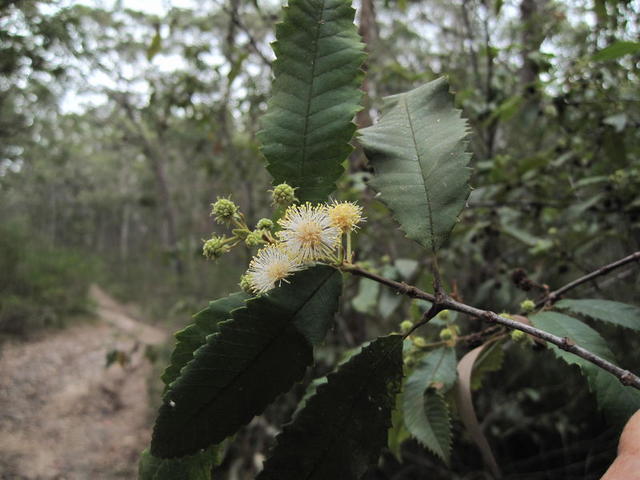 Callicoma serratifolia flowers