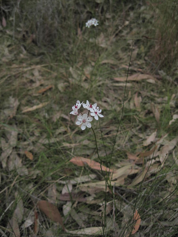 Burchardia umbellata 