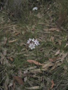 Burchardia umbellata 