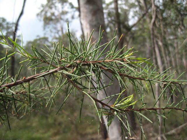 Hakea sericea needle-like leaves