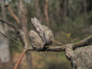 Hakea sericea woody fruit with 2 horns