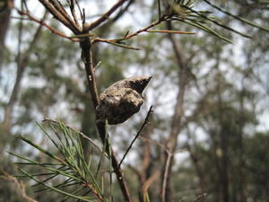 Hakea sericea woody fruit