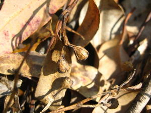 Eucalyptus microcorys fruit