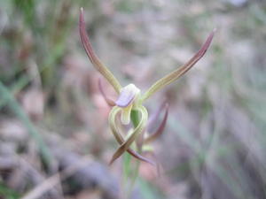 Lyperanthus suaveolens - Brown Beaks