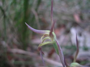 Lyperanthus suaveolens