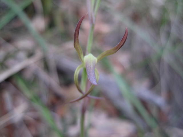 Lyperanthus suaveolens 