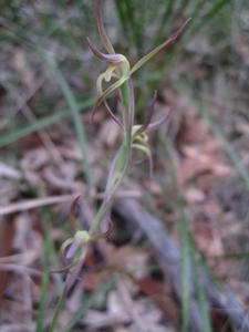 Lyperanthus suaveolens 