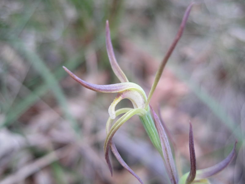 Lyperanthus suaveolens