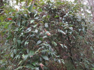 Smilax glyciphylla scrambling on Callicoma serratifolia