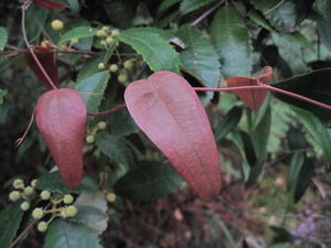 Smilax glyciphylla new growth