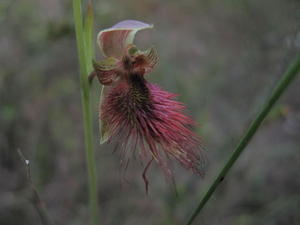 Calochilus paludosus 