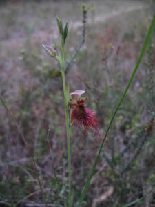 Calochilus paludosus 