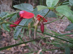 Kennedia rubicunda flower