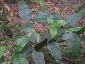 Kennedia rubicunda leaves