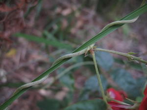 Kennedia rubicunda twining