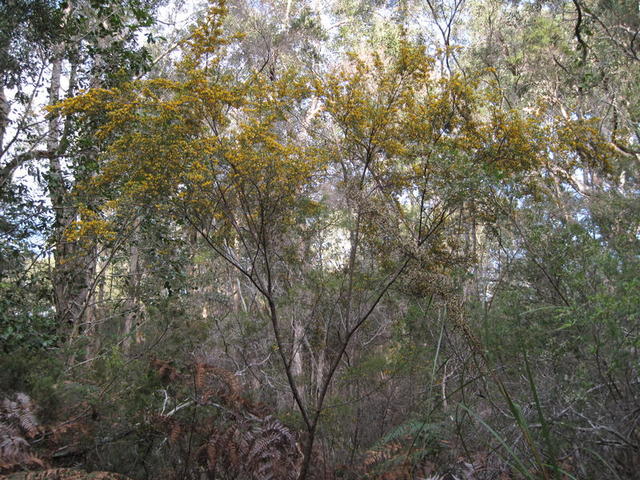 Pultenaea blakelyi plant shape